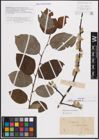 Foto von Salix caprea L.